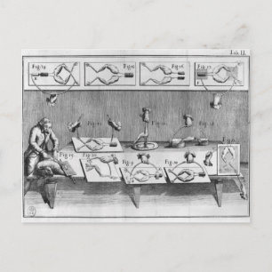 Experiment an Fröschen Postkarte