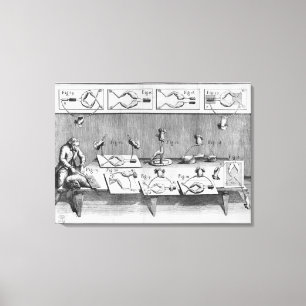 Experiment auf Fröschen Leinwanddruck