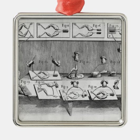 Experiment auf Fröschen Silbernes Ornament (Vorne)