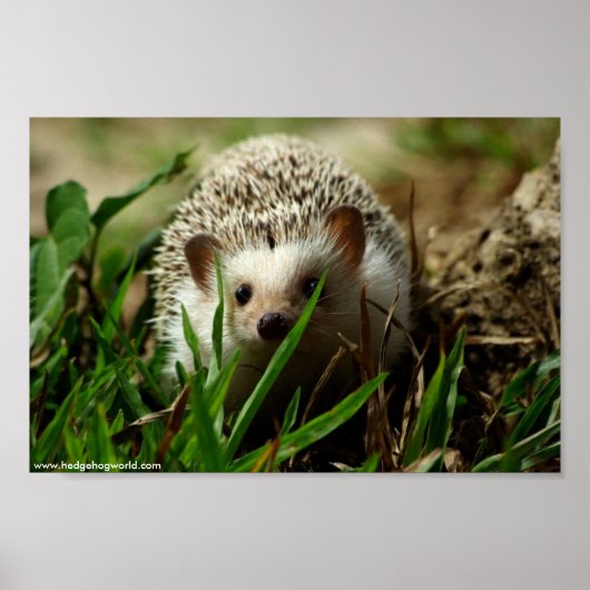 Explorer-Poster Poster (Vorne)