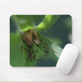 Explosions-Petunie Seedpod Mousepad (Mit Mouse)