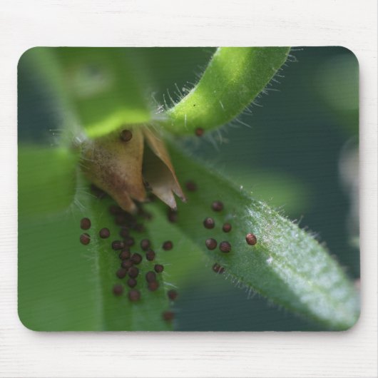 Explosions-Petunie Seedpod Mousepad (Vorne)