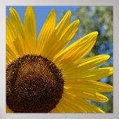 Express Liebe Sonnenblumen-Plakat Poster (Vorne)