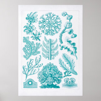 Exquisite Aquarelle Coral Reef Illustration Poster