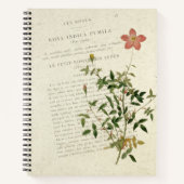 Exquisite Miniaturen: Rosa indica pumila Notebook Notizblock (Vorderseite)