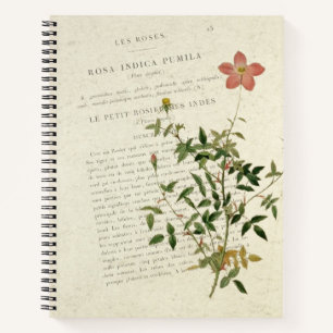 Exquisite Miniaturen: Rosa indica pumila Notebook Notizblock