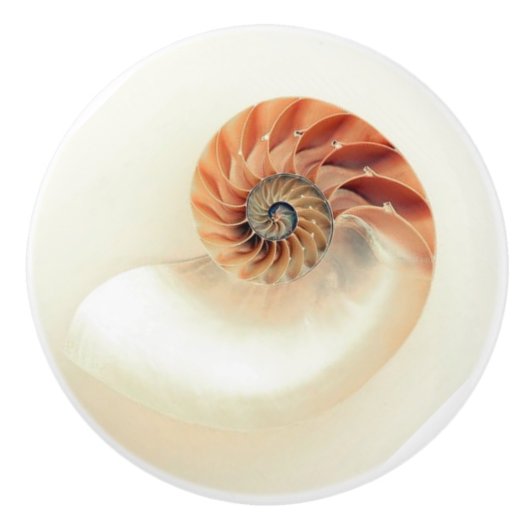 Exquisite Nautilus Muschel Keramik Drehknopf Keramikknauf (Vorderseite)