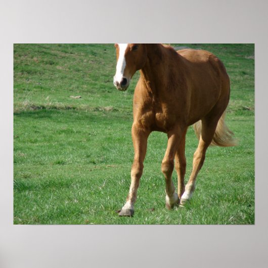 Extended Trot Poster (Vorne)