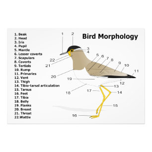 Externe Morphologie eines VogelVanellus Fotodruck