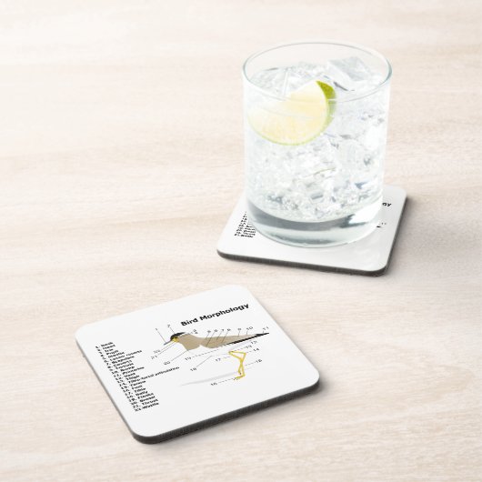 Externe Morphologie eines VogelVanellus Getränkeuntersetzer (Rechte Seite)