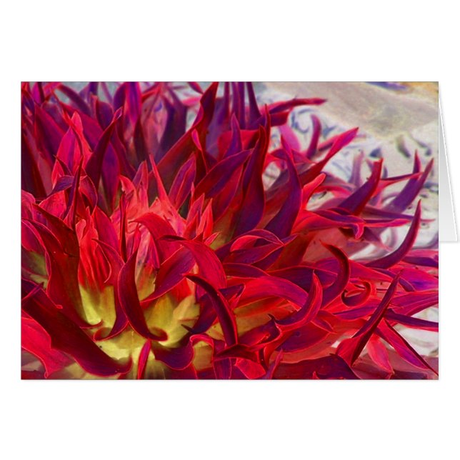 Exterra Dahlie (Vorderseite (Horizontal))