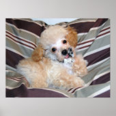 Extravagant Apricot Poodle Puppy..talk Poster (Vorne)