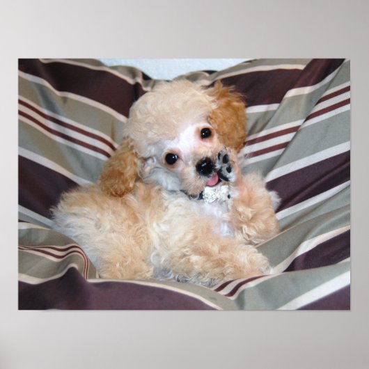 Extravagant Apricot Poodle Puppy..talk Poster (Vorne)