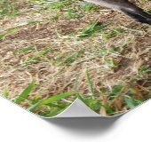 Extravagant Black Toy Poodle Boy Poster (Ecke)