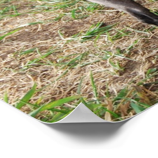 Extravagant Black Toy Poodle Boy Poster (Ecke)