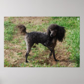 Extravagant Black Toy Poodle Boy Poster (Vorne)