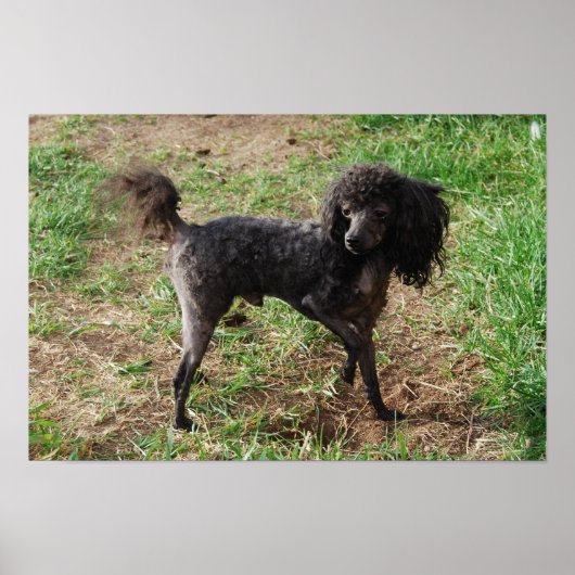 Extravagant Black Toy Poodle Boy Poster (Vorne)