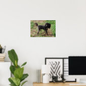Extravagant Black Toy Poodle Boy Poster (Heimbüro)