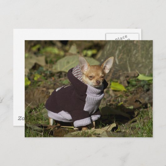 Extravagant Chihuahua Postkarte (Vorne/Hinten)