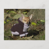 Extravagant Chihuahua Postkarte (Vorderseite)