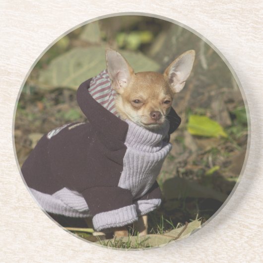 Extravagant Chihuahua Sandstein Untersetzer (Vorne)