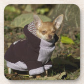 Extravagant Chihuahua Untersetzer (Vorderseite)