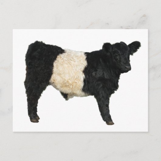 Extravagant ein Oreo? Galloway Cow Postkarte (Vorderseite)