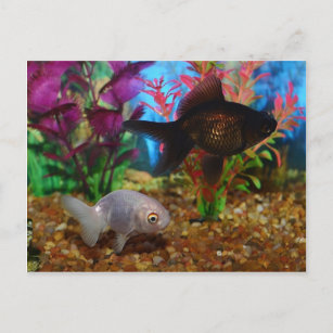 Extravagant Goldfish Lionhead Black Moor Postkarte