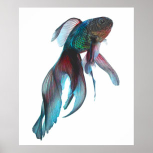 Extravagant Goldfish Poster