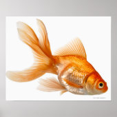 Extravagant Goldfish Poster (Vorne)