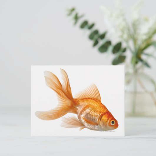 Extravagant Goldfish Postkarte (Stehend Vorderseite)