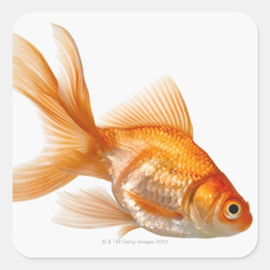 Extravagant Goldfish Quadratischer Aufkleber (Vorderseite)