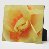 Extravagante Daffodil Plaque Fotoplatte (Seite)