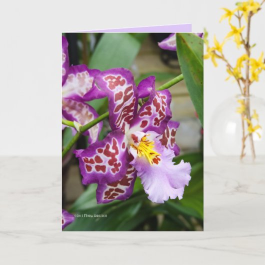 Extravagante Dame Orchid Karte (Gelbe Blume)