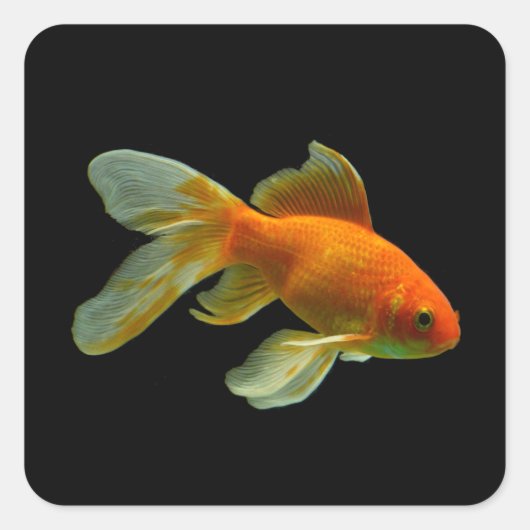 Extravagante Goldfish Stickers (Vorderseite)
