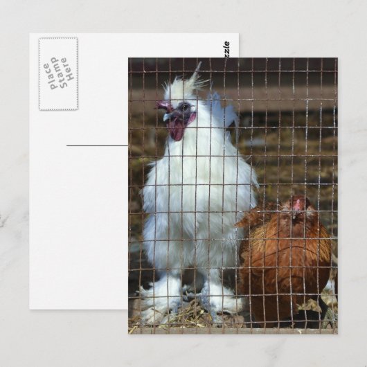 Extravagante Hühner Postkarte (Vorne/Hinten)