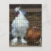 Extravagante Hühner Postkarte (Vorderseite)