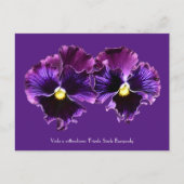 Extravagante Lila Stiefmütterchen Sammelpostkarten Postkarte (Vorderseite)