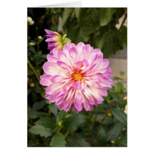 Extravagante Lila und weiße Dahlia-Blankenkarte