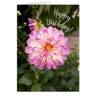 Extravagante Lila und weiße Dahlia Happy Birthday 