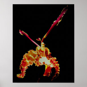 Extravagante Orchid-Blume Poster