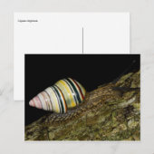 Extravagante Postkarte (Vorne/Hinten)