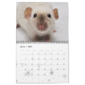 Extravagante Ratten - Kalender 2013 (Mär 2027)