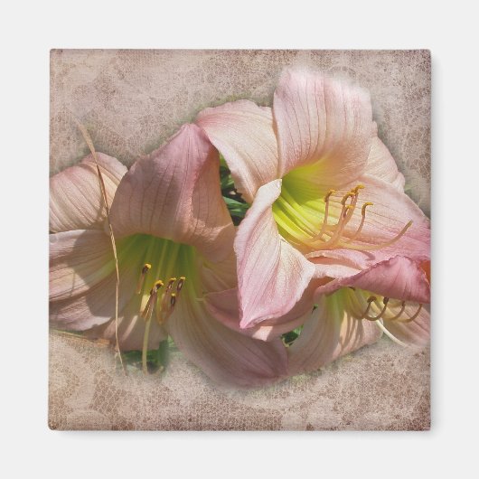 Extravagante rosa Taglilien Magnet (Vorne)