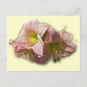 Extravagante rosa Taglilien Postkarte