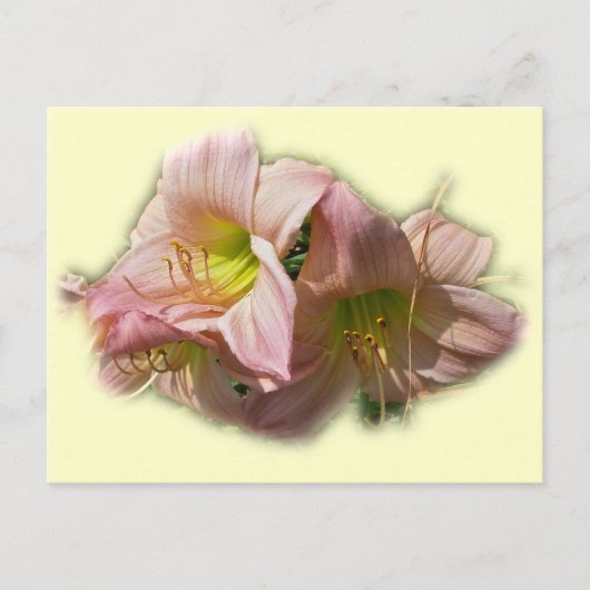 Extravagante rosa Taglilien Postkarte (Vorderseite)