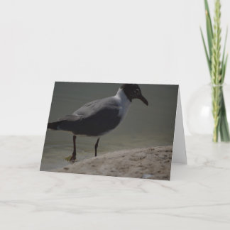 Extravagante Seagull-Notecard Dankeskarte