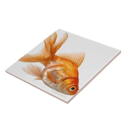 Extravaganter Goldfish Fliese (Seite)