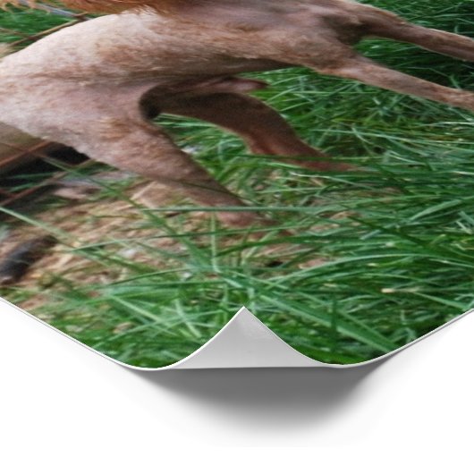 Extravaganter Red Apricot Toy Poodboy Poster (Ecke)