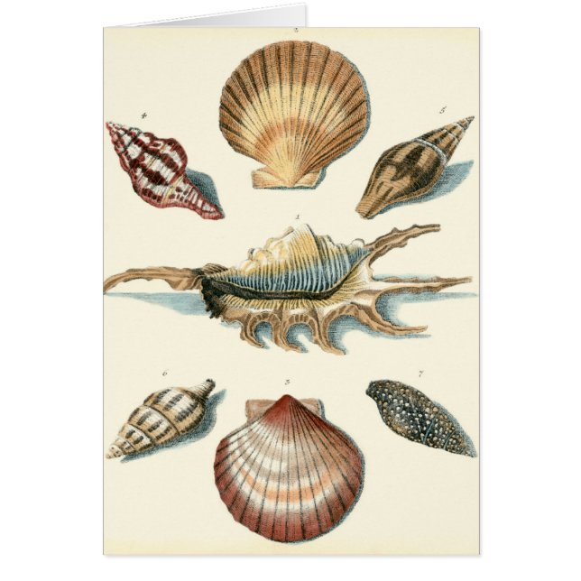 Extravaganter Strand der Muschel (Vorne)